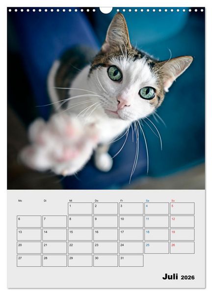 Produktbild: Crazy Catz. (Wandkalender 2026 DIN A3 hoch), CALVENDO Monatskalender