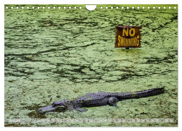 Produktbild: Florida. Sonne und Meer (Wandkalender 2026 DIN A4 quer), CALVENDO Monatskalender