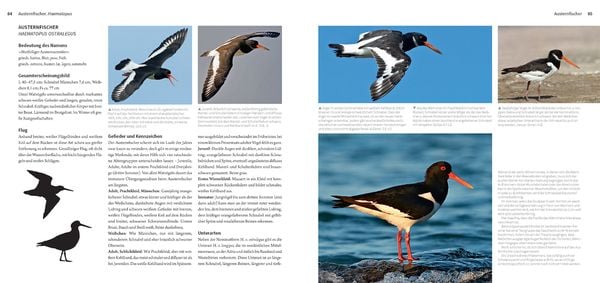 Produktbild: Die Watv&ouml;gel Europas