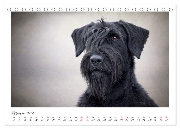 Produktbild: Riesenschnauzer - Herz auf vier Pfoten (Tischkalender 2027 DIN A5 quer), CALVENDO Monatskalender