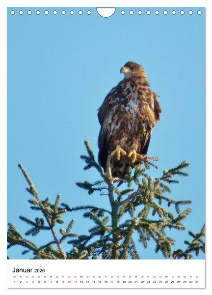 Produktbild: Adler, Eule und Co - Gefiederte J&auml;ger im Portrait (Wandkalender 2026 DIN A4 hoch), CALVENDO Monatskalender