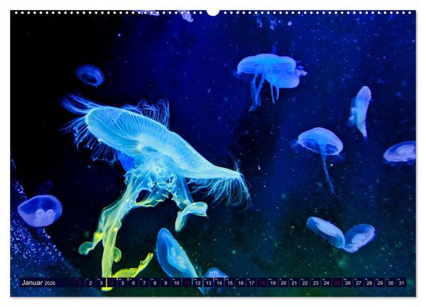 Produktbild: In der Welt der Medusen (Wandkalender 2026 DIN A2 quer), CALVENDO Monatskalender