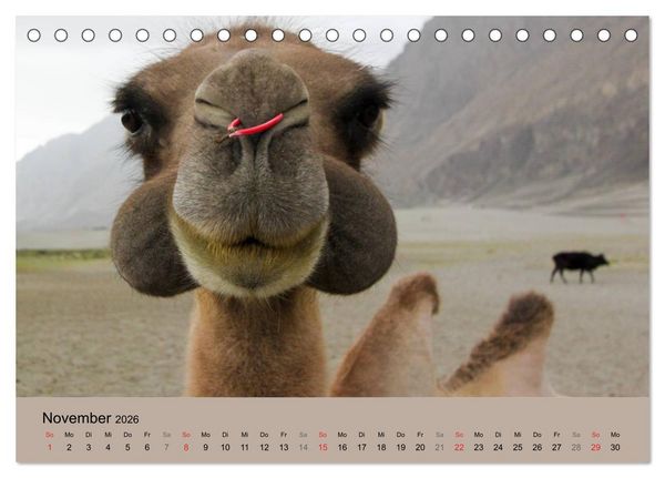 Produktbild: Kamel Portr&auml;t (Tischkalender 2026 DIN A5 quer), CALVENDO Monatskalender