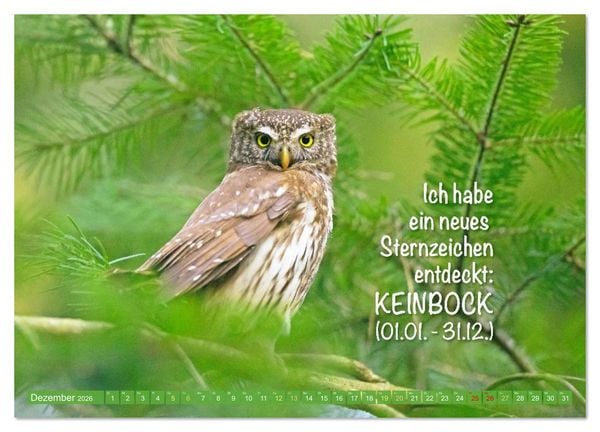 Produktbild: Die Eulen sind los: Edition lustige Tiere (Wandkalender 2026 DIN A3 quer), CALVENDO Monatskalender
