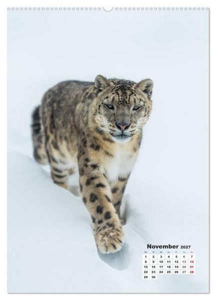 Produktbild: Emotionale Momente: Raubkatzen - die schnellen J&auml;ger. (Wandkalender 2027 DIN A2 hoch), CALVENDO Monatskalender