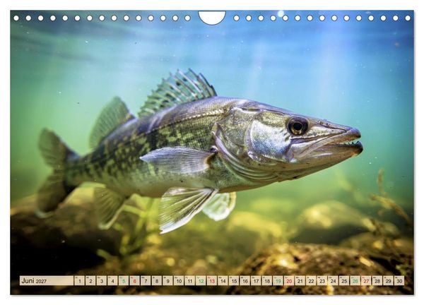 Produktbild: Talsperren - Raubfische (Wandkalender 2027 DIN A4 quer), CALVENDO Monatskalender