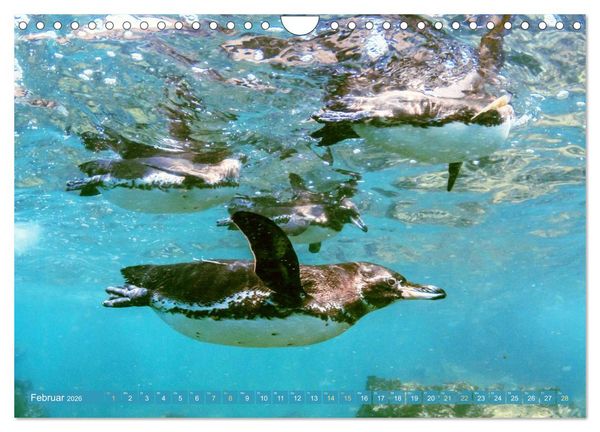 Produktbild: Pinguine: Gehupft wie gesprungen (Wandkalender 2026 DIN A4 quer), CALVENDO Monatskalender