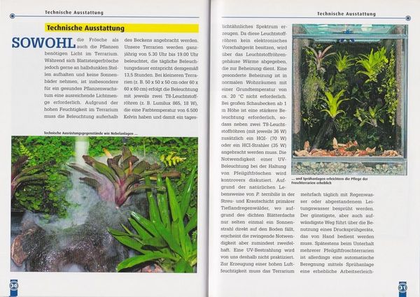 Produktbild: Der Schreckliche Pfeilgiftfrosch