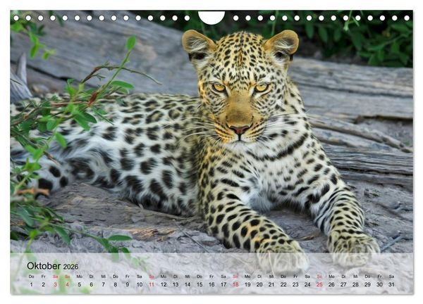 Produktbild: Leoparden. Elegante J&auml;ger (Wandkalender 2026 DIN A4 quer), CALVENDO Monatskalender
