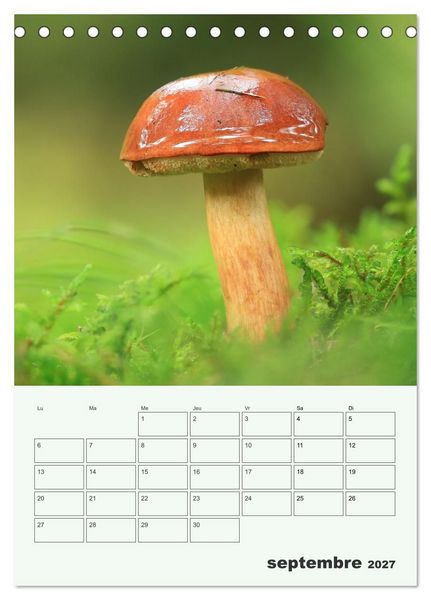 Produktbild: Champignons magiques - Beaut&eacute;s &eacute;ph&eacute;m&egrave;res (Calendrier de bureau 2027 DIN A5 horizontal), CALVENDO calendrier mensuel