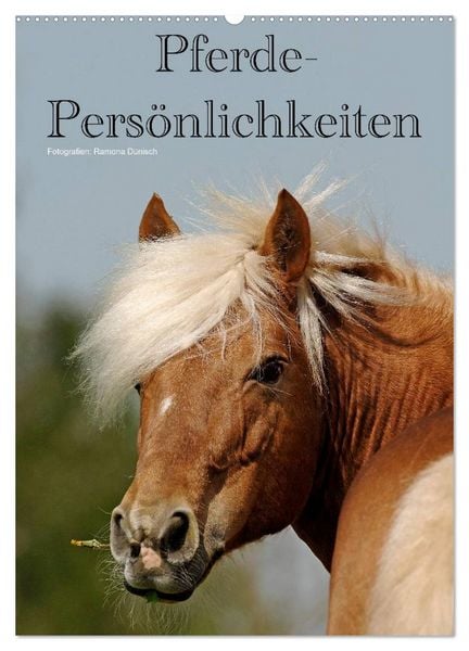 Produktbild: Pferde-Pers&ouml;nlichkeiten - ausdrucksstarke Gesichter verschiedener Pferderassen (Wandkalender 2026 DIN A2 hoch), CALVENDO Monatskalender