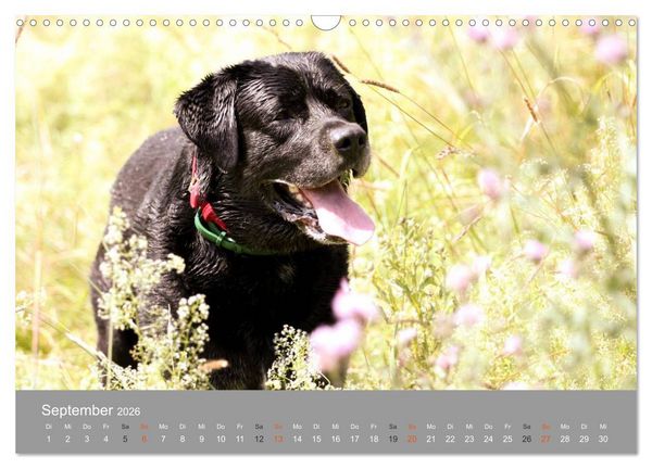 Produktbild: Graue Schnuten - Hunde in den besten Jahren (Wandkalender 2026 DIN A3 quer), CALVENDO Monatskalender