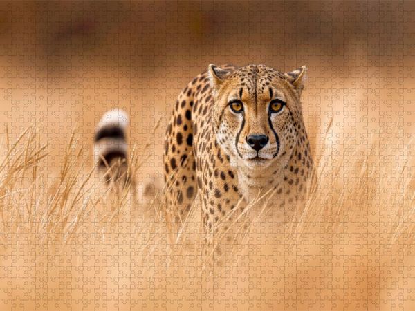 Produktbild: CALVENDO Puzzle Ein Schleichgang durch das hohe Grasland | 1000 Teile Lege-Gr&ouml;&szlig;e 64x48cm Foto-Puzzle f&uuml;r gl&uuml;ckliche Stunden