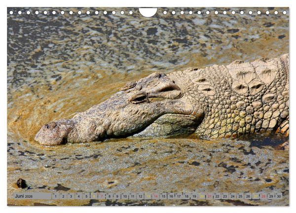 Produktbild: Krokodile in der Wildnis (Wandkalender 2026 DIN A4 quer), CALVENDO Monatskalender