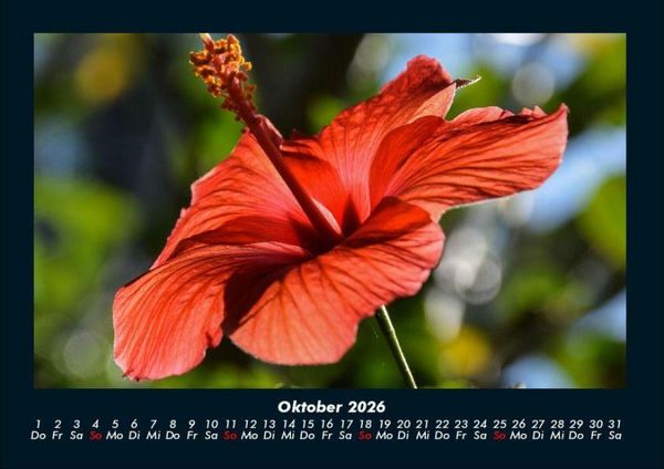 Produktbild: Blumentr&auml;ume 2026 Fotokalender DIN A4
