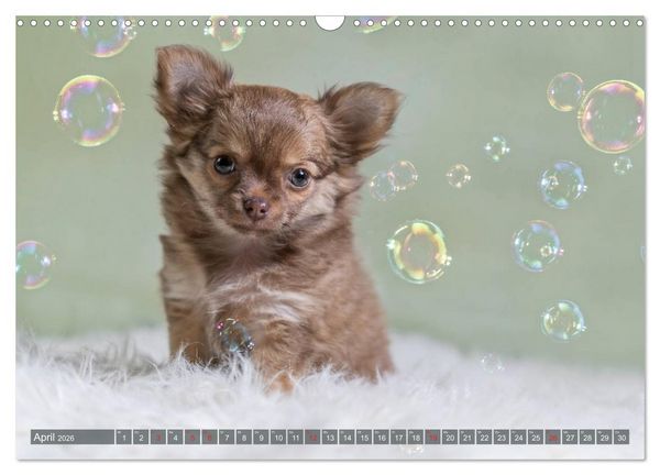 Produktbild: Chihuahua-Babys - Amy und Angel im Studio (Wandkalender 2026 DIN A3 quer), CALVENDO Monatskalender
