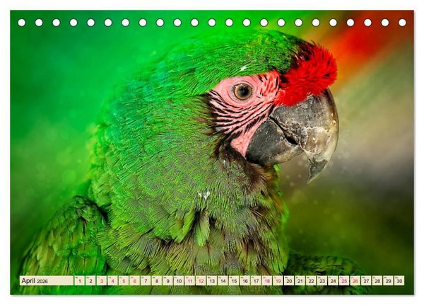 Produktbild: Mein bunter Papagei (Tischkalender 2026 DIN A5 quer), CALVENDO Monatskalender