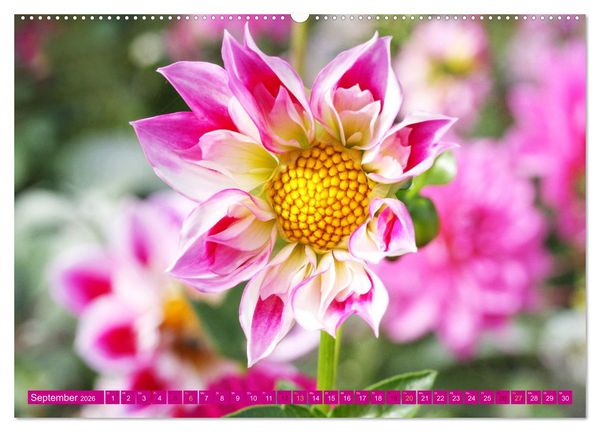 Produktbild: Liebenswerte Bl&uuml;ten (Wandkalender 2026 DIN A2 quer), CALVENDO Monatskalender
