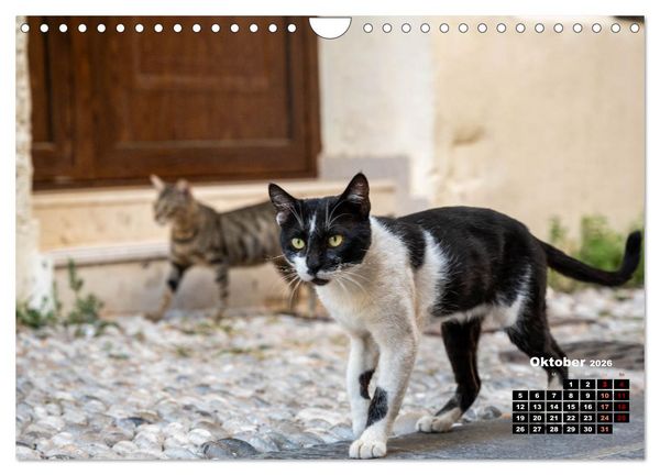 Produktbild: Katzen von Rhodos - Kleine G&ouml;tter auf vier Pfoten (Wandkalender 2026 DIN A4 quer), CALVENDO Monatskalender