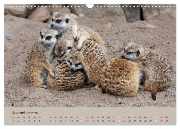 Produktbild: Quirlige Erdm&auml;nnchen (Wandkalender 2026 DIN A3 quer), CALVENDO Monatskalender