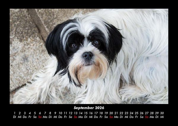 Produktbild: Der Hundekalender 2026 Fotokalender DIN A3