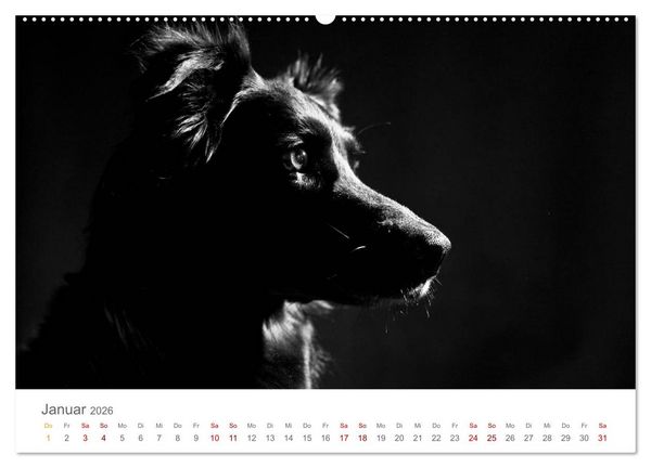 Produktbild: Hundeportraits Fine Art (Wandkalender 2026 DIN A2 quer), CALVENDO Monatskalender