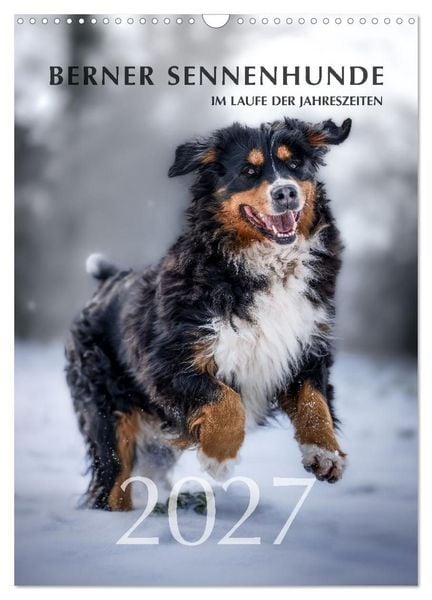 Produktbild: Berner Sennenhunde im Laufe der Jahreszeiten (Wandkalender 2027 DIN A3 hoch), CALVENDO Monatskalender
