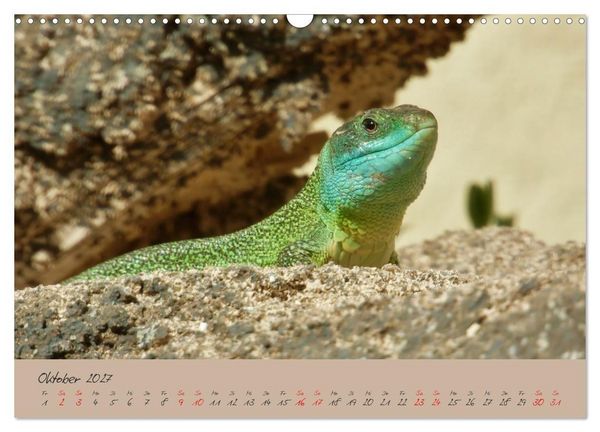 Produktbild: Wildes S&uuml;dfrankreich (Wandkalender 2027 DIN A3 quer), CALVENDO Monatskalender