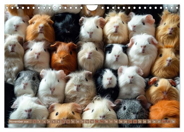 Produktbild: Kuschelblicke (Wandkalender 2026 DIN A4 quer), CALVENDO Monatskalender