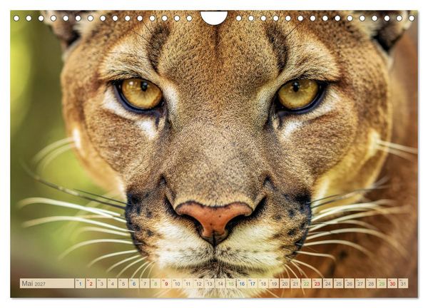 Produktbild: Die Augen der Wildnis (Wandkalender 2027 DIN A4 quer), CALVENDO Monatskalender