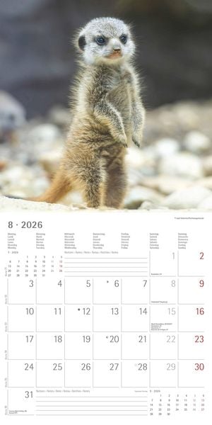 Produktbild: Alpha Edition - Erdmännchen 2026 Broschürenkalender, 30x30cm, Wandkalender mit P