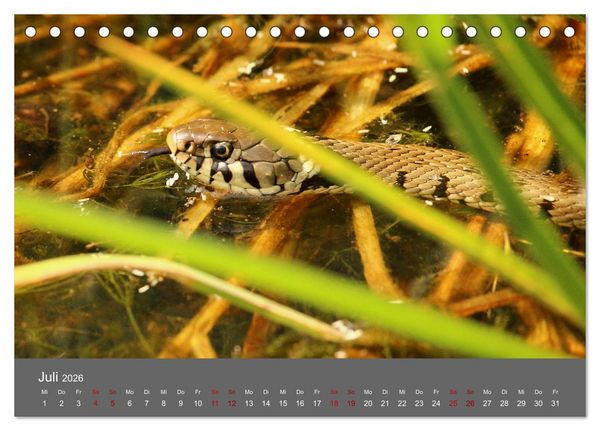 Produktbild: Wahner Heide - Aussichten und Begegnungen (Tischkalender 2026 DIN A5 quer), CALVENDO Monatskalender