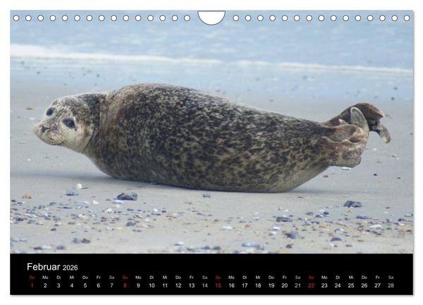 Produktbild: Verspielte Robben (Wandkalender 2026 DIN A4 quer), CALVENDO Monatskalender