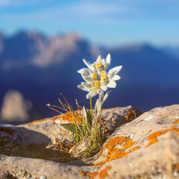 Produktbild: Blumen / Flowers 2027