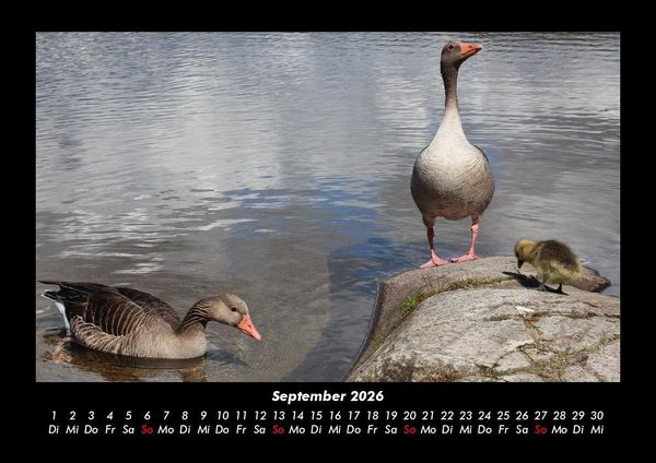 Produktbild: Enten 2026 Fotokalender DIN A3