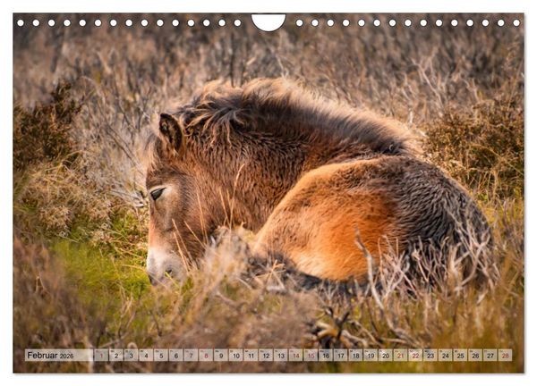 Produktbild: Wildperde - die Magie der Natur (Wandkalender 2026 DIN A4 quer), CALVENDO Monatskalender