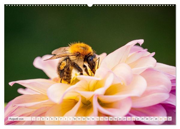 Produktbild: Bienen und Hummeln in Aktion (hochwertiger Premium Wandkalender 2026 DIN A2 quer), Kunstdruck in Hochglanz