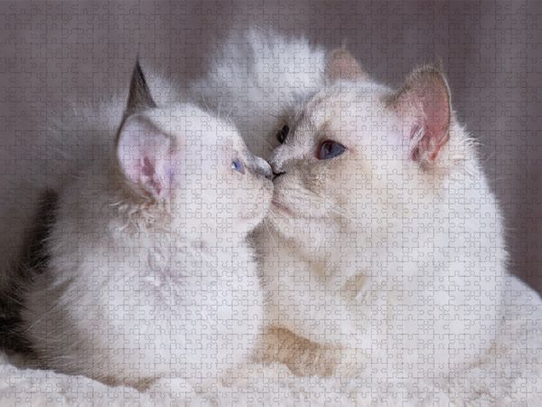 Produktbild: CALVENDO Puzzle Junice mit Mama - Blue Point | 1000 Teile Lege-Gr&ouml;&szlig;e 64x48cm Foto-Puzzle f&uuml;r gl&uuml;ckliche Stunden