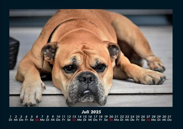 Produktbild: Hunde Kalender 2025 Fotokalender DIN A4