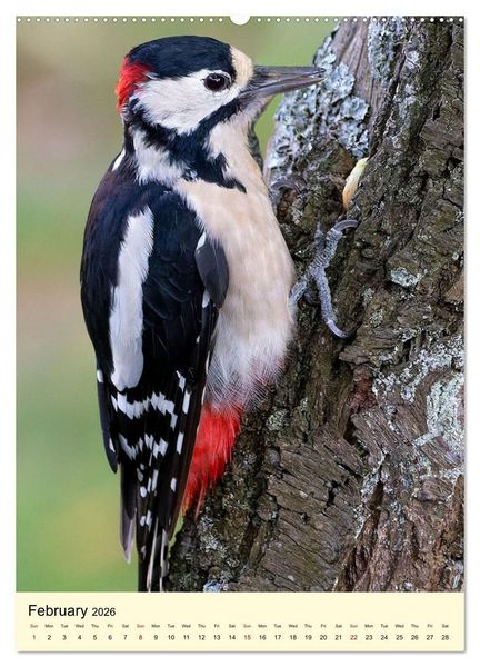 Produktbild: Shy forest birds (High Quality Premium Wall Calendar 2026 DIN A2 portrait),CALVENDO 12 Month Wall Calendar