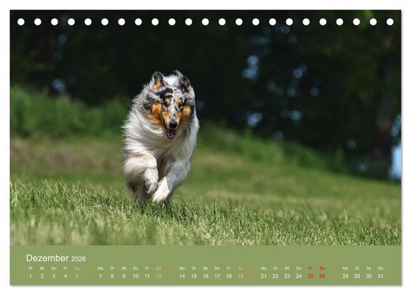 Produktbild: Fantastische Collies - Sieger der Herzen (Tischkalender 2026 DIN A5 quer), CALVENDO Monatskalender