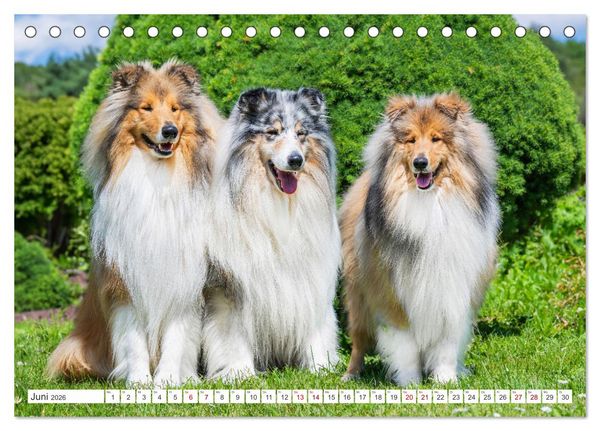 Produktbild: Der Collie - ein Hund f&uuml;rs Herz (Tischkalender 2026 DIN A5 quer), CALVENDO Monatskalender