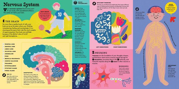 Produktbild: The Interactive Human Body