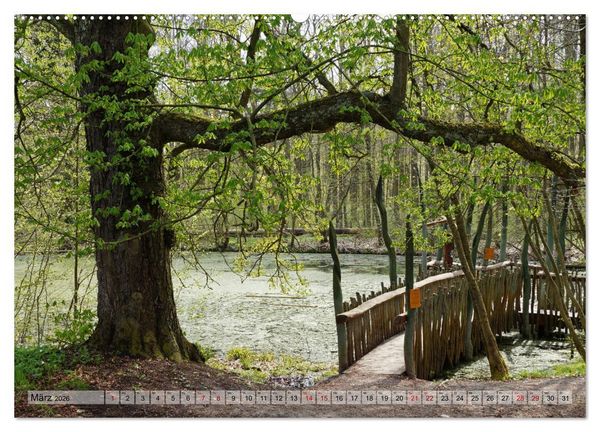 Produktbild: Der Hainich in Th&uuml;ringen - Weltnaturerbe (Wandkalender 2026 DIN A2 quer), CALVENDO Monatskalender