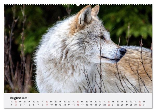 Produktbild: W&ouml;lfe. Ein Herz f&uuml;r Isegrim! (Wandkalender 2026 DIN A2 quer), CALVENDO Monatskalender