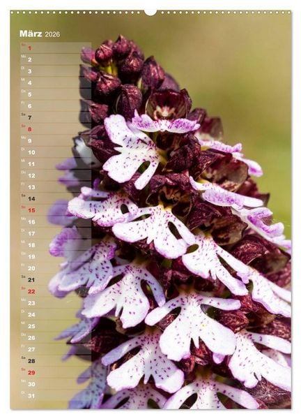 Produktbild: Auf der Suche nach Orchideen in Deutschland (Wandkalender 2026 DIN A2 hoch), CALVENDO Monatskalender