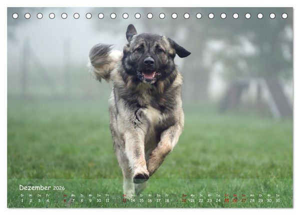 Produktbild: Fr&ouml;hliche Hunde (Tischkalender 2026 DIN A5 quer), CALVENDO Monatskalender