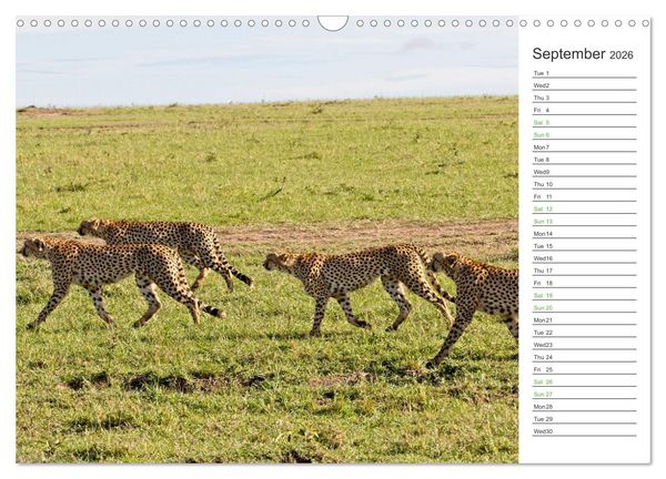 Produktbild: Kenya - its Wildlife (Wall Calendar 2026 DIN A3 landscape), CALVENDO 12 Month Wall Calendar