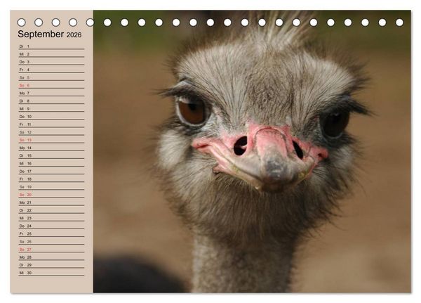 Produktbild: Vogel Strau&szlig;. Imposanter Riese und L&auml;ufer (Tischkalender 2026 DIN A5 quer), CALVENDO Monatskalender