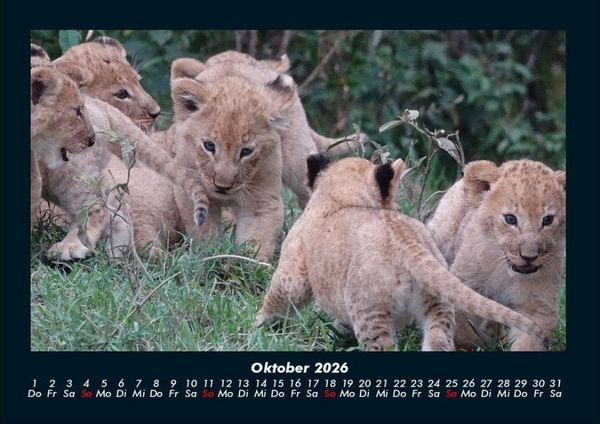 Produktbild: Der Tierkalender 2026 Fotokalender DIN A4